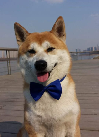 Corbatin para Mascotas Liso