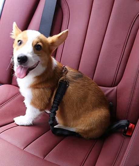 Cinturon de seguridad para mascota