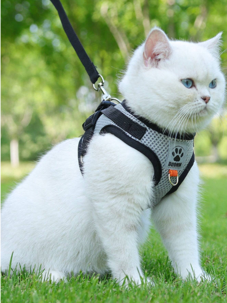 Arnes para mascotas con diseño de pata con correa para perro con gato para exterior