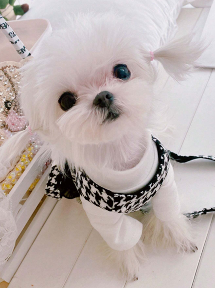 correa con correa para perros, arnes a cuadros elegante y hermoso con decoracion de lazo