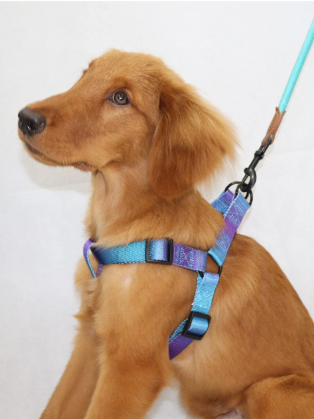 Arnes de chaleco para mascotas con correa colorido