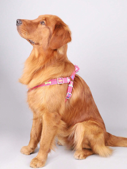 Arnes Para Mascotas Perro Con Tripode De Hueso Colorido